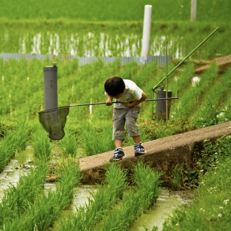 移住が人気の理由