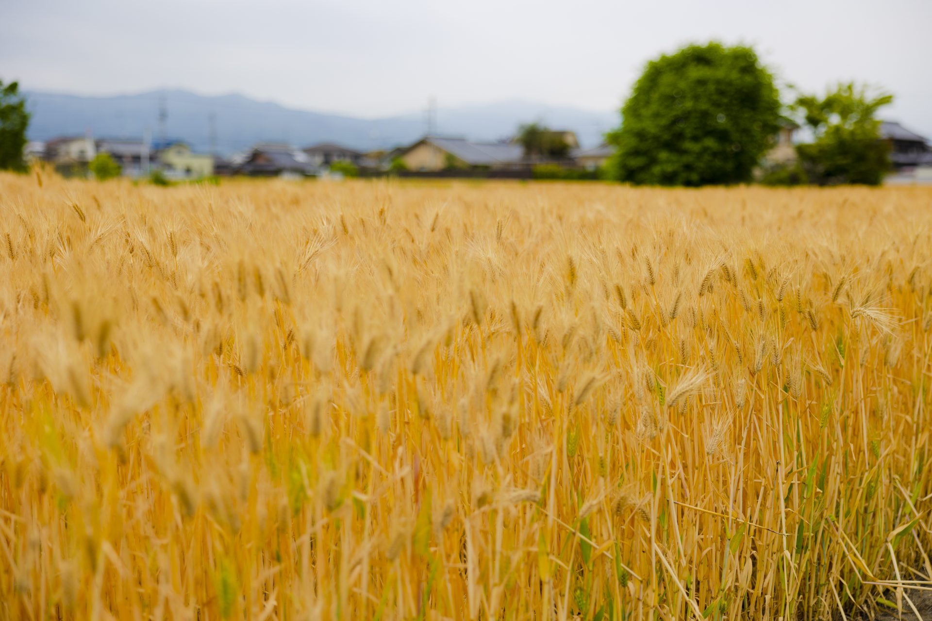 愛媛県松前町